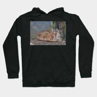 Cougars Hoodie